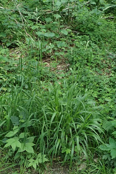 Dactylis polygama \ Wald-Kn�uelgras / Slender Cocksfoot Grass, D Eiersheim 31.5.2025