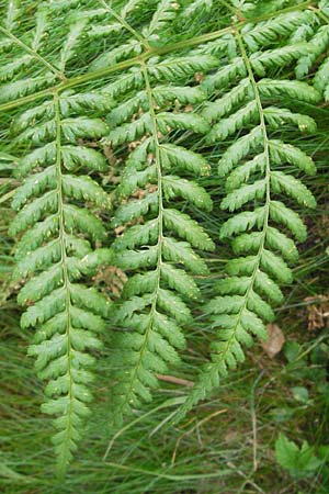 Dryopteris carthusiana \ Dorniger Wurmfarn, Kleiner Dornfarn / Narrow Buckler Fern, D Taunus, Gro&szlig;er Feldberg 11.7.2009