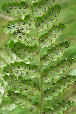 Dryopteris carthusiana \ Dorniger Wurmfarn, Kleiner Dornfarn / Narrow Buckler Fern, D Taunus, Gro&szlig;er Feldberg 11.7.2009