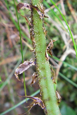 Dryopteris carthusiana \ Dorniger Wurmfarn, Kleiner Dornfarn / Narrow Buckler Fern, D Taunus, Gro&szlig;er Feldberg 11.7.2009