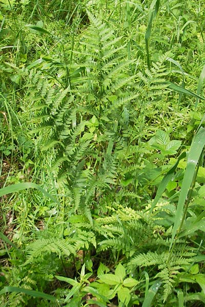 Dryopteris carthusiana \ Dorniger Wurmfarn, Kleiner Dornfarn / Narrow Buckler Fern, D Eppertshausen 12.6.2010