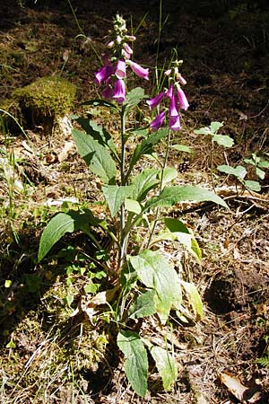 Digitalis purpurea \ Roter Fingerhut / Foxgloves, D Ober-Roden 17.6.2015