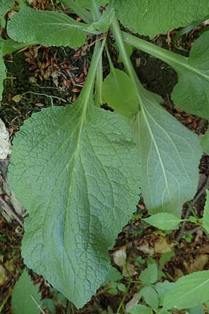 Digitalis purpurea \ Roter Fingerhut / Foxgloves, D Weinheim an der Bergstra&szlig;e 3.6.2018