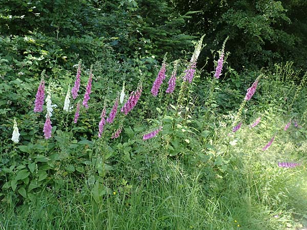 Digitalis purpurea \ Roter Fingerhut / Foxgloves, D Weinheim an der Bergstra&szlig;e 3.6.2018
