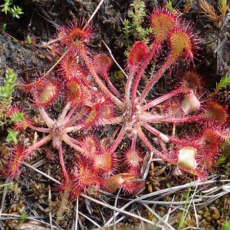 Drosera rotundifolia \ Rundbl�ttriger Sonnentau / Round-Leaved Sundew, D Rh&ouml;n, Schwarzes Moor 20.6.2023