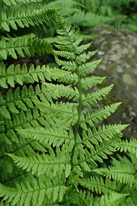 Dryopteris remota \ Entferntfiedriger Wurmfarn / Scaly Buckler Fern, D Botan. Gar.  Universit.  Ulm 26.5.2025