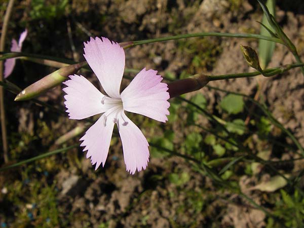 Dianthus sylvestris subsp. longicaulis \ Langst�ngelige Stein-Nelke / Long-Stem Wood Pink, D  8.6.2013