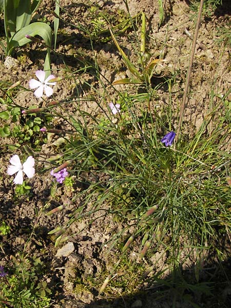 Dianthus sylvestris subsp. longicaulis \ Langst�ngelige Stein-Nelke / Long-Stem Wood Pink, D  8.6.2013