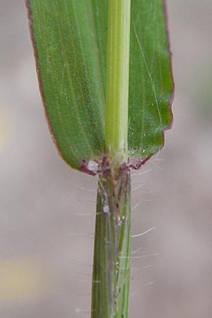 Digitaria sanguinalis \ Blutrote Fingerhirse / Hairy Finger-Grass, D Reilingen 20.9.2013