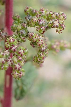 Dysphania schraderiana \ Schraders Dr�seng�nsefu� / Schrader's Goosefoot, D Mannheim 20.9.2015