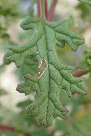 Dysphania schraderiana \ Schraders Dr�seng�nsefu� / Schrader's Goosefoot, D Mannheim 20.9.2015