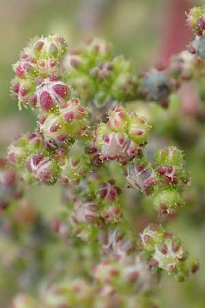 Dysphania schraderiana \ Schraders Dr�seng�nsefu� / Schrader's Goosefoot, D Mannheim 20.9.2015