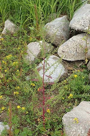 Dysphania schraderiana \ Schraders Dr�seng�nsefu� / Schrader's Goosefoot, D Mannheim 20.9.2015