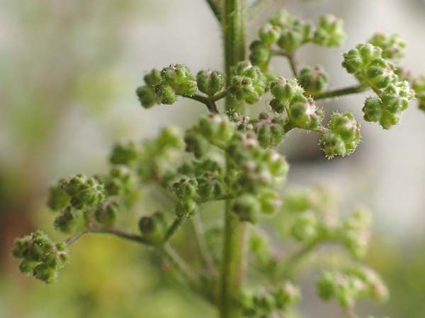 Dysphania schraderiana \ Schraders Dr�seng�nsefu� / Schrader's Goosefoot, D Mannheim 20.9.2015