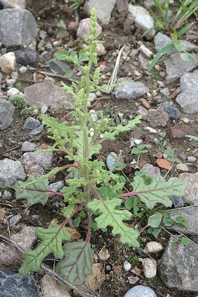 Dysphania schraderiana \ Schraders Dr�seng�nsefu� / Schrader's Goosefoot, D Mannheim 23.9.2015
