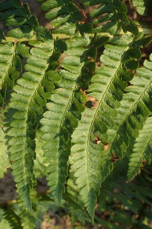 Dryopteris filix-mas \ Gew�hnlicher Wurmfarn, M�nner-Farn / Male Fern, D Schwetzingen 12.11.2015