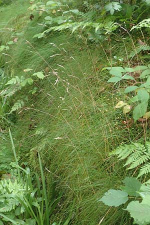 Deschampsia flexuosa \ Draht-Schmiele / Wavy Hair Grass, D Schwarzwald/Black-Forest, Bad Rippoldsau 3.8.2016