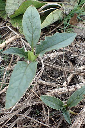 Datura stramonium \ Gew�hnlicher Stechapfel / Thorn Apple, D B&uuml;rstadt 30.9.2016