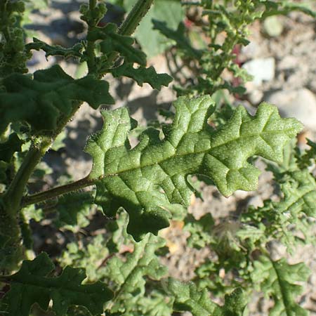 Dysphania schraderiana \ Schraders Dr�seng�nsefu� / Schrader's Goosefoot, D Mannheim 6.8.2017