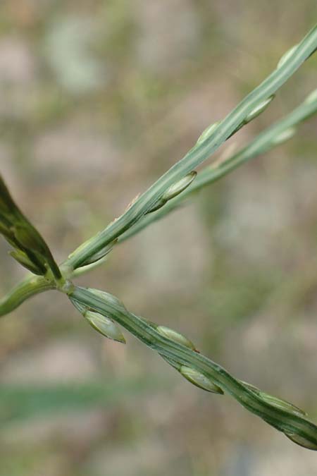 Digitaria sanguinalis \ Blutrote Fingerhirse / Hairy Finger-Grass, D Mannheim 20.9.2017