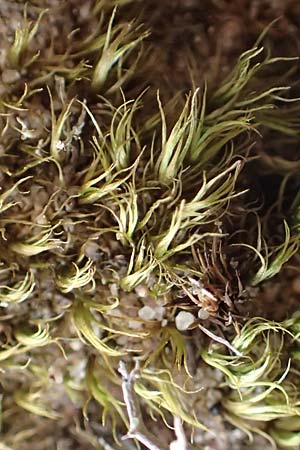 Dicranum scoparium \ Gew�hnliches Gabelzahnmoos, Besen-Gabelzahnmoos / Broom Moss, D Mannheim 29.5.2018