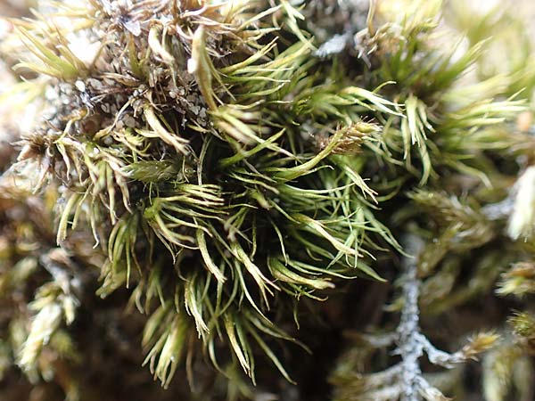 Dicranum scoparium \ Gew�hnliches Gabelzahnmoos, Besen-Gabelzahnmoos / Broom Moss, D Mannheim 29.5.2018