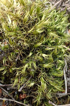 Dicranum scoparium \ Gew�hnliches Gabelzahnmoos, Besen-Gabelzahnmoos / Broom Moss, D Mannheim 29.5.2018