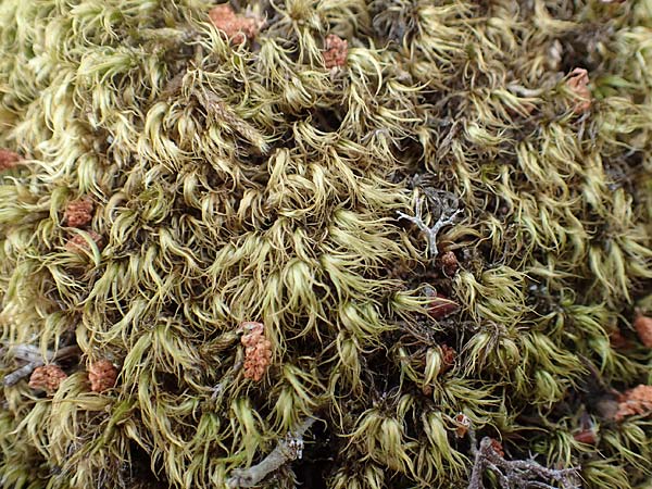 Dicranum scoparium \ Gew�hnliches Gabelzahnmoos, Besen-Gabelzahnmoos / Broom Moss, D Mannheim 29.5.2018
