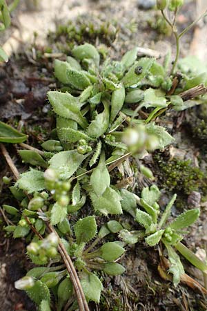 Draba strigosula \ Feingestreiftes Hungerbl�mchen / Fine-Striated Whitlowgrass, D Aachen-Vetschau 10.3.2019