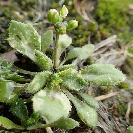 Draba strigosula \ Feingestreiftes Hungerbl�mchen / Fine-Striated Whitlowgrass, D Aachen-Vetschau 10.3.2019
