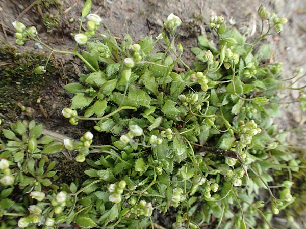 Draba strigosula \ Feingestreiftes Hungerbl�mchen / Fine-Striated Whitlowgrass, D Aachen-Vetschau 10.3.2019