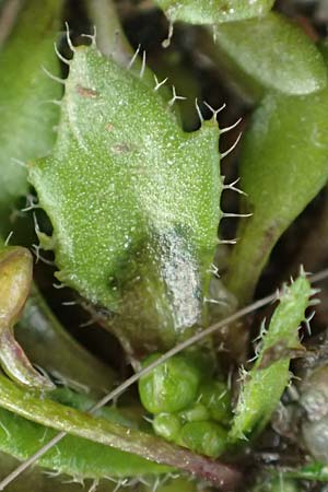 Draba strigosula \ Feingestreiftes Hungerbl�mchen / Fine-Striated Whitlowgrass, D Aachen-Vetschau 10.3.2019
