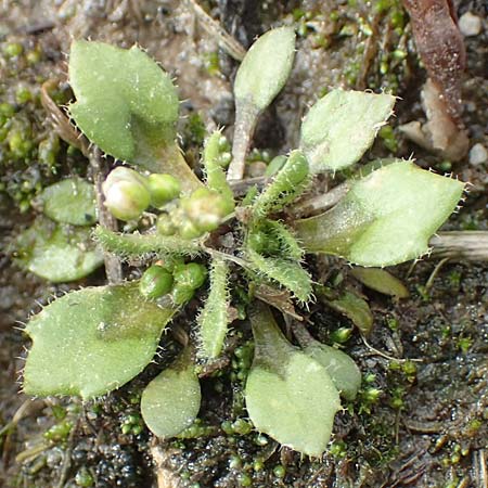 Draba strigosula \ Feingestreiftes Hungerbl�mchen / Fine-Striated Whitlowgrass, D Aachen-Vetschau 10.3.2019