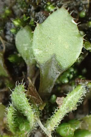 Draba strigosula \ Feingestreiftes Hungerbl�mchen / Fine-Striated Whitlowgrass, D Aachen-Vetschau 10.3.2019