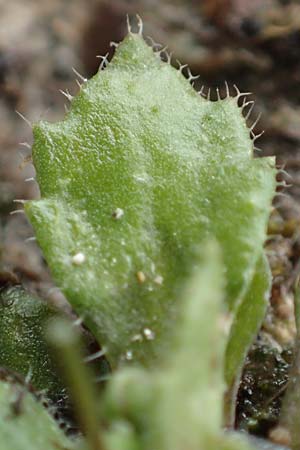 Draba strigosula \ Feingestreiftes Hungerbl�mchen / Fine-Striated Whitlowgrass, D Aachen-Vetschau 10.3.2019