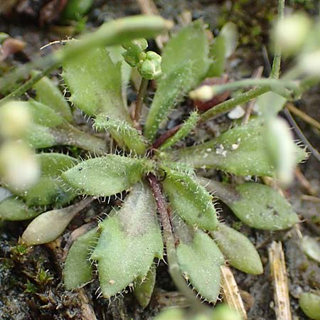 Draba strigosula \ Feingestreiftes Hungerbl�mchen / Fine-Striated Whitlowgrass, D Aachen-Vetschau 10.3.2019