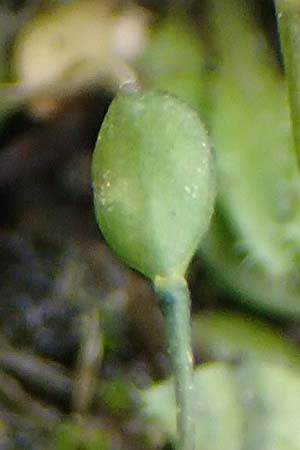 Draba strigosula \ Feingestreiftes Hungerbl�mchen / Fine-Striated Whitlowgrass, D Aachen-Vetschau 10.3.2019