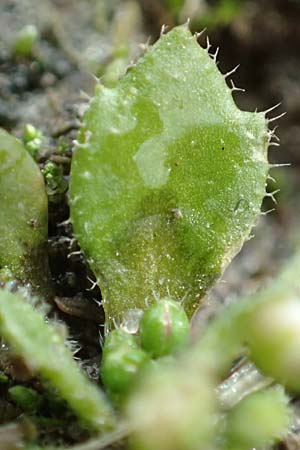 Draba strigosula \ Feingestreiftes Hungerbl�mchen / Fine-Striated Whitlowgrass, D Aachen-Vetschau 10.3.2019