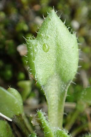 Draba strigosula \ Feingestreiftes Hungerbl�mchen / Fine-Striated Whitlowgrass, D Aachen-Vetschau 10.3.2019