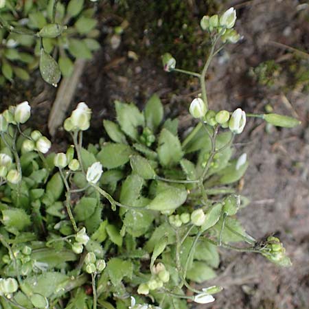Draba strigosula \ Feingestreiftes Hungerbl�mchen / Fine-Striated Whitlowgrass, D Aachen-Vetschau 10.3.2019