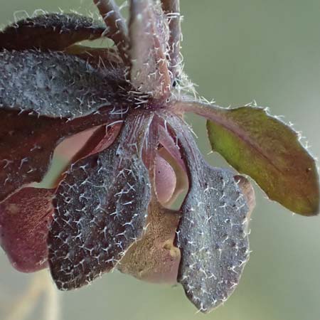 Draba spathulata \ Rundfr�chtiges Hungerbl�mchen / Pound-Podded Whitlowgrass, D Viernheim 7.4.2020
