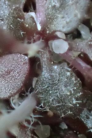 Draba spathulata \ Rundfr�chtiges Hungerbl�mchen / Pound-Podded Whitlowgrass, D Viernheim 7.4.2020