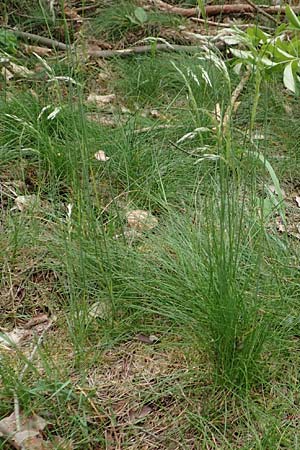 Deschampsia flexuosa \ Draht-Schmiele / Wavy Hair Grass, D Mannheim 13.5.2020