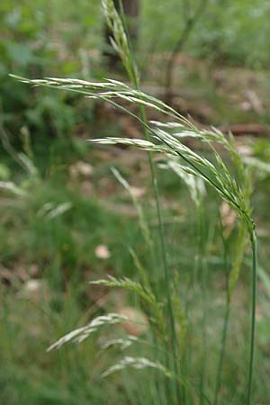Deschampsia flexuosa \ Draht-Schmiele / Wavy Hair Grass, D Mannheim 13.5.2020