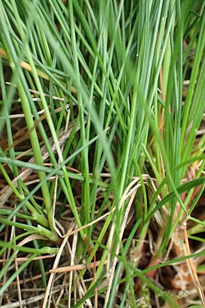 Deschampsia flexuosa \ Draht-Schmiele / Wavy Hair Grass, D Mannheim 13.5.2020