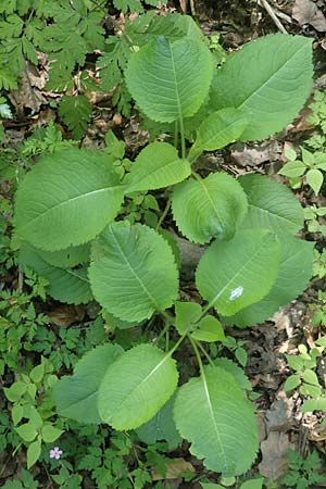 Dipsacus strigosus \ Schlanke Karde / Yellow-Flowered Teasel, D Schriesheim 19.5.2020