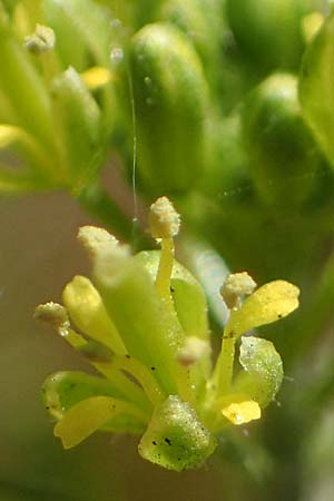 Descurainia sophia \ Besen-Rauke / Flixweed, Tansy Mustard, D Mannheim 13.5.2021
