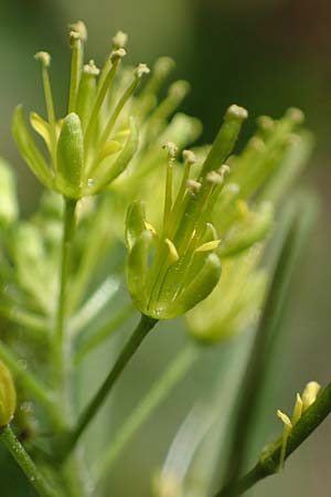 Descurainia sophia \ Besen-Rauke / Flixweed, Tansy Mustard, D Mannheim 13.5.2021