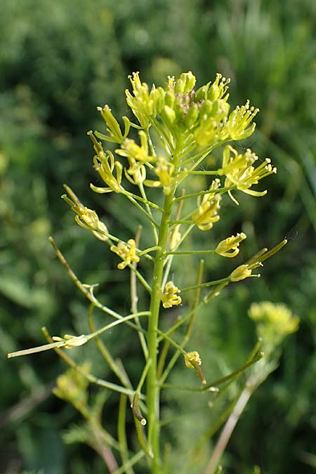 Descurainia sophia \ Besen-Rauke / Flixweed, Tansy Mustard, D Neuleiningen 15.5.2021