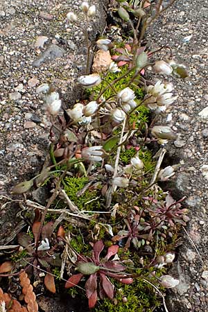 Draba spathulata \ Rundfr�chtiges Hungerbl�mchen / Pound-Podded Whitlowgrass, D Freinsheim 16.3.2022